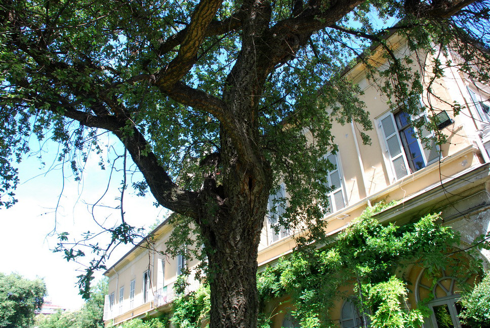 Orto Botanico_003.JPG - SUGHERA - Quercia da sughero